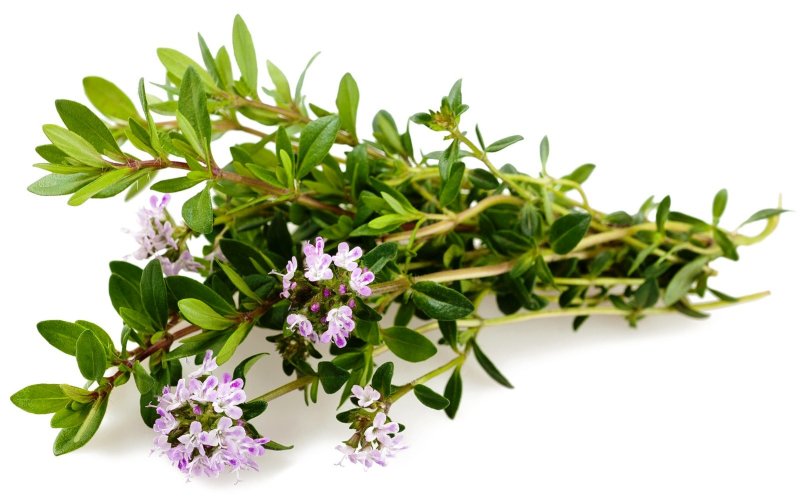 CО2 экстракт Чабреца  (Тимьяна) водорастворимый   